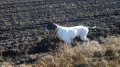 Pedigree EZIA DU NAZ DE HE Pedigree EZIA DU NAZ DE HE